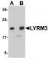 NDUFB9 Antibody (C-Terminus)